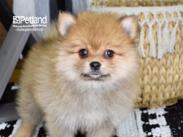 Pomeranian DOG Male Sable 4364 Petland Independence, Missouri