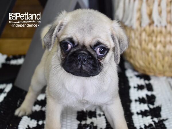 Pug DOG Male Fawn 4377 Petland Independence, Missouri