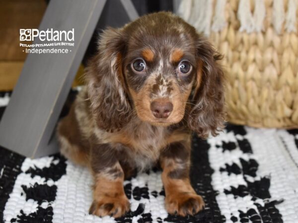 Dachshund-DOG-Male-Chocolate Dapple-4376-Petland Independence, Missouri