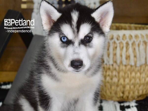 Siberian Husky-DOG-Female-Black & White-4375-Petland Independence & Lee's Summit, MO
