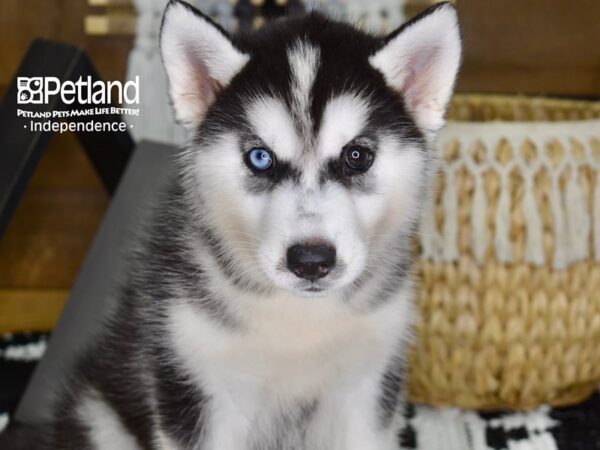 Siberian Husky DOG Female Black & White 4375 Petland Independence, Missouri