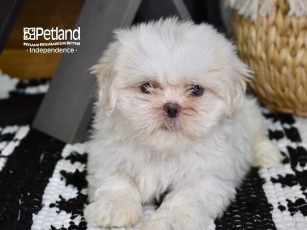 Shih Tzu-DOG-Female-Lavendar & White-4374-Petland Independence & Lee's Summit, MO
