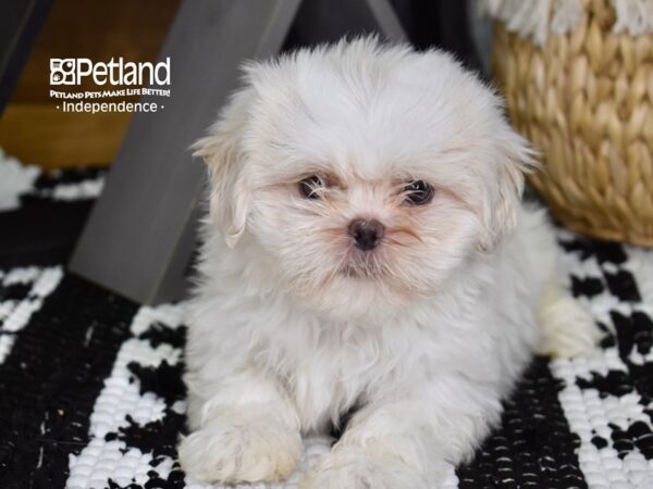 Shih Tzu DOG Female Lavendar & White 4374 Petland Independence, Missouri