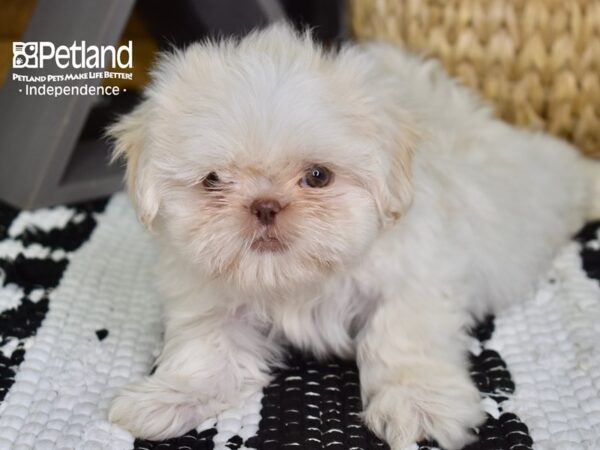 Shih Tzu DOG Male Lavendar & White 4373 Petland Independence, Missouri