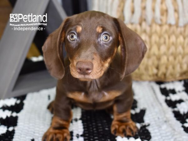 Dachshund DOG Male Chocolate & Tan 4385 Petland Independence, Missouri