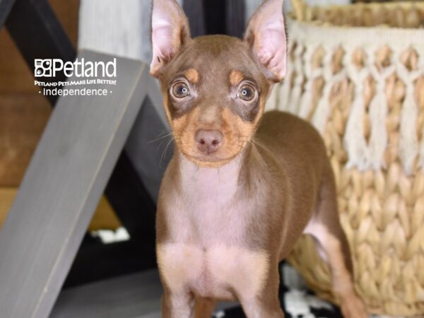 Miniature Pinscher DOG Male Chocolate & Tan 4382 Petland Independence, Missouri