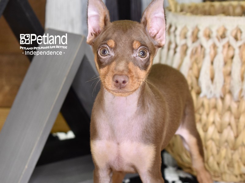 Miniature Pinscher-DOG-Male-Chocolate & Tan-3269298-Petland Independence, Missouri