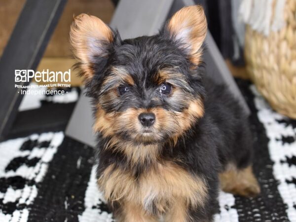 Yorkshire Terrier DOG Female Black and Tan 4378 Petland Independence, Missouri