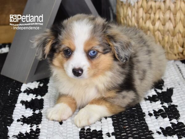 Toy Australian Shepherd DOG Female Blue Merle 4391 Petland Independence, Missouri