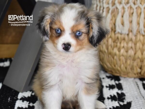 Toy Australian Shepherd DOG Male Blue Merle 4390 Petland Independence, Missouri