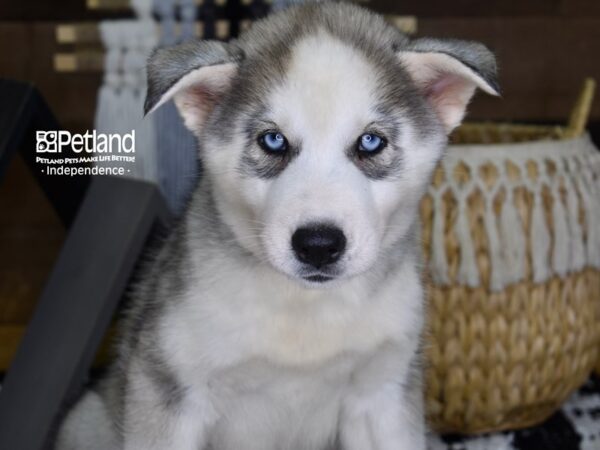 Siberian Husky-DOG-Male-Silver & White-4389-Petland Independence & Lee's Summit, MO