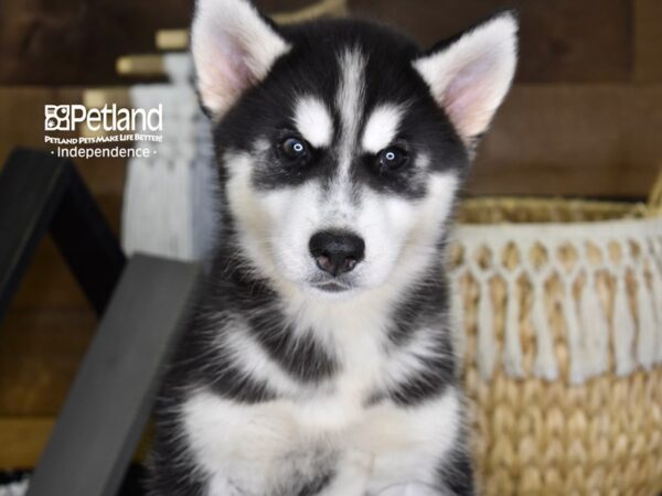 Siberian Husky-DOG-Male-Black & White-4388-Petland Independence & Lee's Summit, MO