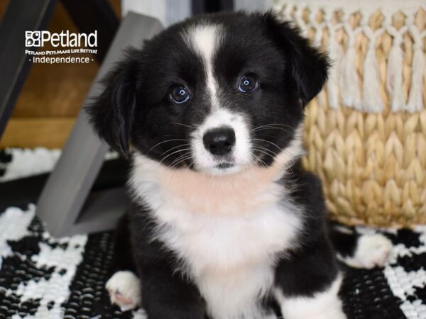 Cardigan Welsh Corgi-DOG-Female-Black & White-4403-Petland Independence, Missouri