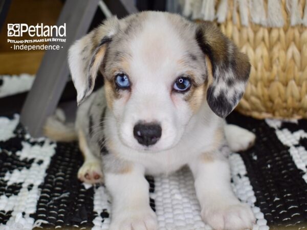 Cardigan Welsh Corgi-DOG-Male-Blue Merle-4402-Petland Independence & Lee's Summit, MO