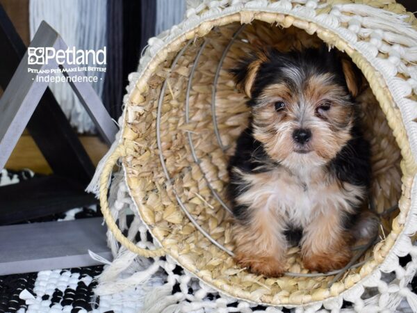 Morkie DOG Female Black & Tan 4397 Petland Independence, Missouri