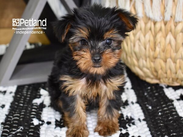 Yorkshire Terrier DOG Female Black & Tan 4396 Petland Independence, Missouri