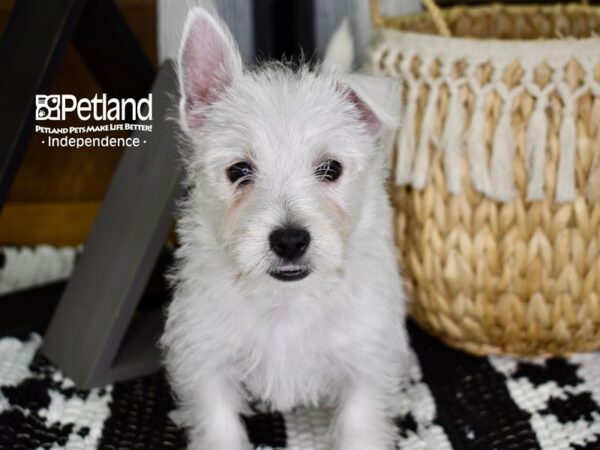 West Highland White Terrier DOG Female White 4395 Petland Independence, Missouri