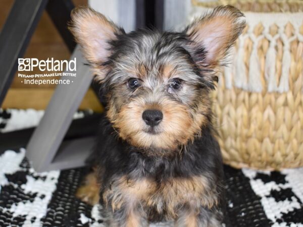 Silky Terrier-DOG-Male-Silver Black and Tan-4394-Petland Independence & Lee's Summit, MO