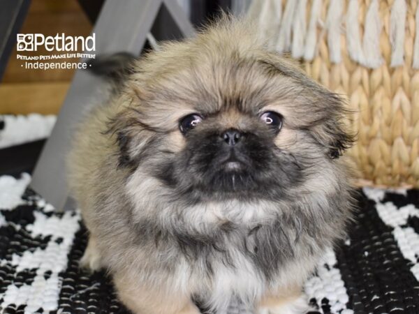 Pekingese DOG Female Fawn Sable 4393 Petland Independence, Missouri