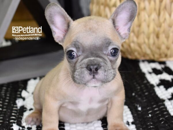 French Bulldog-DOG-Female-Blue Piebald-4401-Petland Independence, Missouri