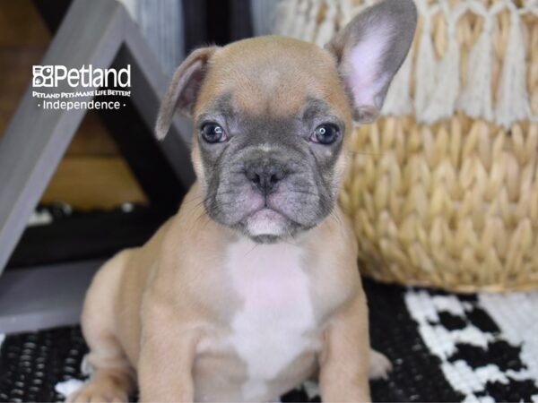 French Bulldog DOG Male Blue Fawn 4399 Petland Independence, Missouri