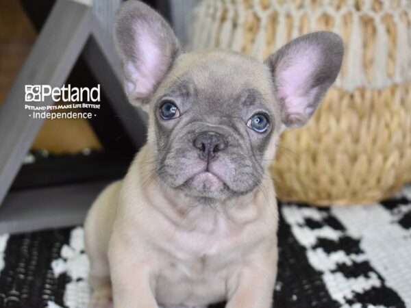 French Bulldog DOG Male Blue Fawn 4398 Petland Independence, Missouri