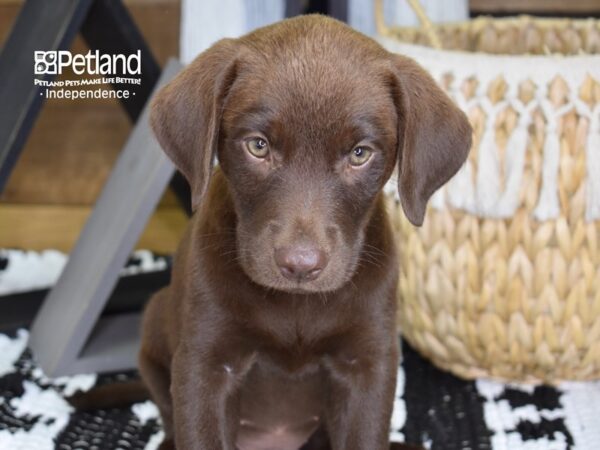 Labrador Retriever DOG Female Chocolate 4405 Petland Independence, Missouri