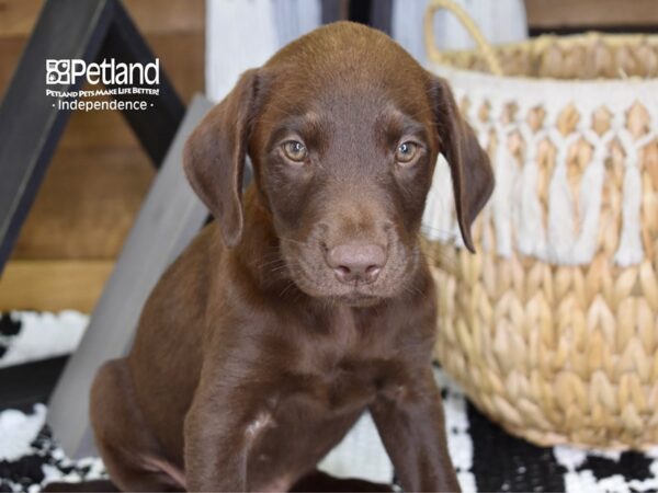 Labrador Retriever DOG Male Chocolate 4404 Petland Independence, Missouri