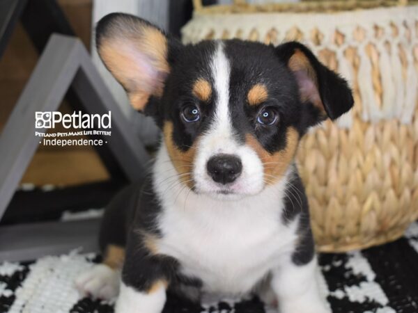 Cardigan Welsh Corgi-DOG-Male-Black & White-4415-Petland Independence & Lee's Summit, MO