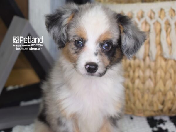 Toy Australian Shepherd-DOG-Female-Blue Merle-4410-Petland Independence & Lee's Summit, MO