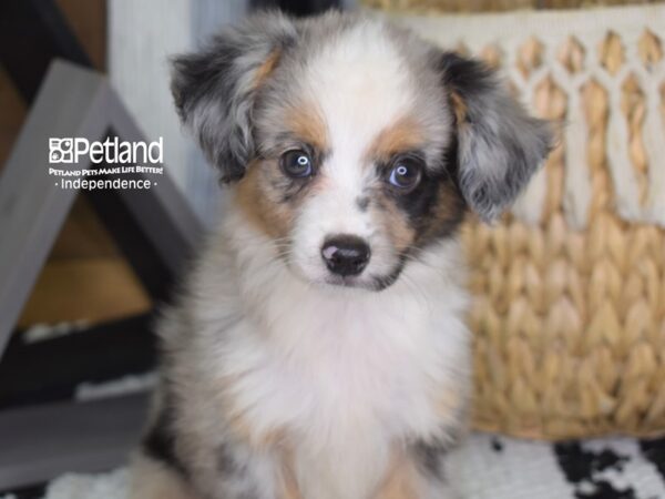 Toy Australian Shepherd DOG Female Blue Merle 4410 Petland Independence, Missouri