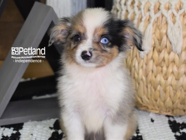 Toy Australian Shepherd DOG Male Blue Merle 4414 Petland Independence, Missouri