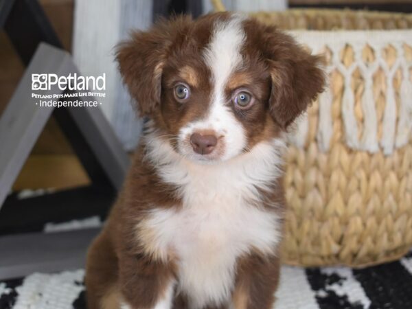 Toy Australian Shepherd DOG Female Red Tri 4411 Petland Independence, Missouri