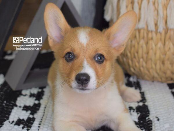 Pembroke Welsh Corgi DOG Female Sable 4420 Petland Independence, Missouri