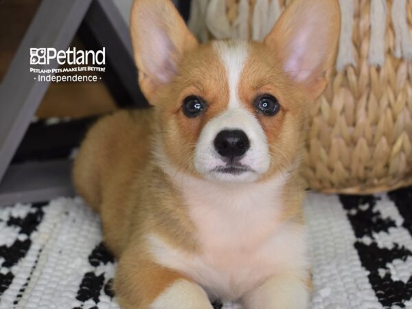 Pembroke Welsh Corgi-DOG-Male-Sable-4421-Petland Independence & Lee's Summit, MO