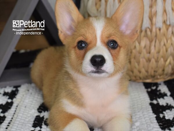 Pembroke Welsh Corgi DOG Male Sable 4421 Petland Independence, Missouri