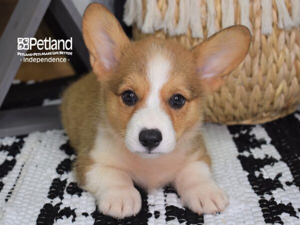 Pembroke Welsh Corgi DOG Male Sable 4419 Petland Independence, Missouri