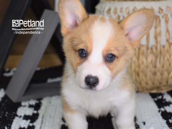 Pembroke Welsh Corgi-DOG-Male-Sable & White-4416-Petland Independence & Lee's Summit, MO