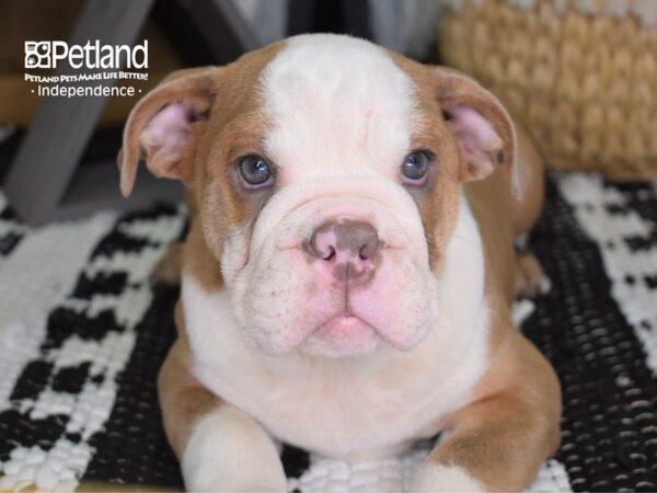 English Bulldog DOG Male Lilac 4432 Petland Independence, Missouri