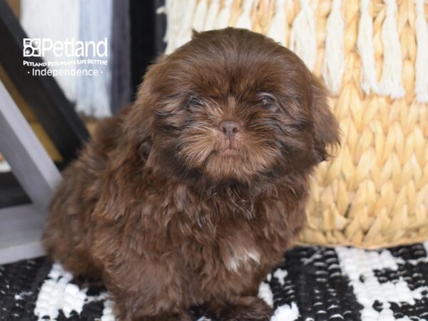 Shih Tzu DOG Male Chocolate 4427 Petland Independence, Missouri