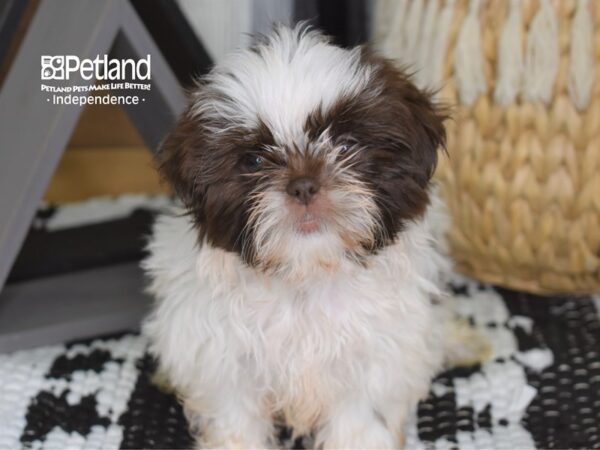 Shih Tzu-DOG-Female-White & Chocolate Parti-4429-Petland Independence, Missouri