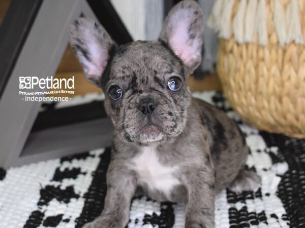 French Bulldog-DOG-Female-Merle-4426-Petland Independence, Missouri