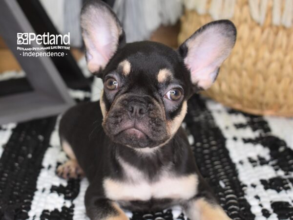 French Bulldog DOG Female Chocolate & Tan 4423 Petland Independence, Missouri