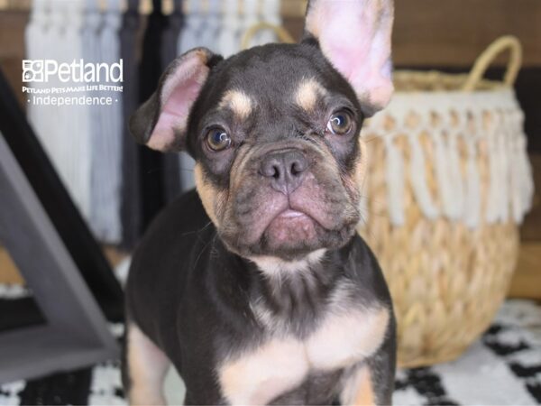 French Bulldog-DOG-Male-Chocolate & Tan-4422-Petland Independence & Lee's Summit, MO