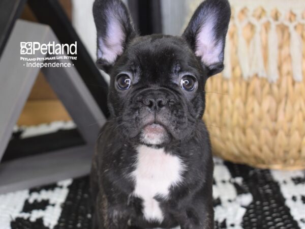 French Bulldog DOG Male Black 4424 Petland Independence, Missouri