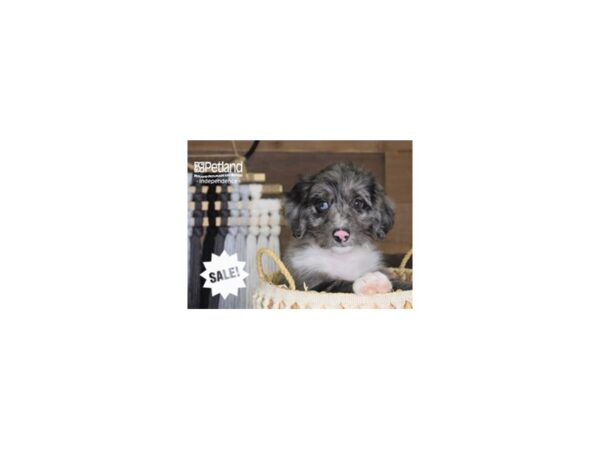 Miniature Aussiedoodle DOG Female Blue Merle 4212 Petland Independence, Missouri