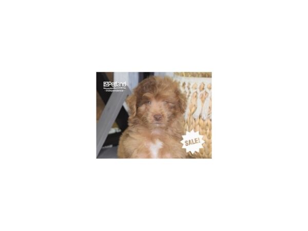 Miniature Aussiedoodle DOG Female Red Merle 4248 Petland Independence, Missouri