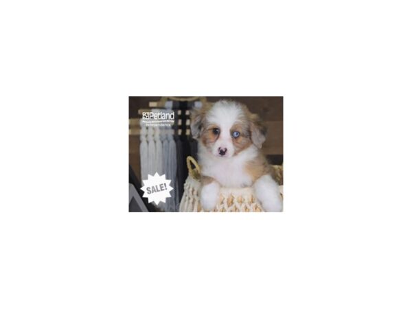 Miniature Aussiedoodle-DOG-Male-Red Merle-4253-Petland Independence & Lee's Summit, MO