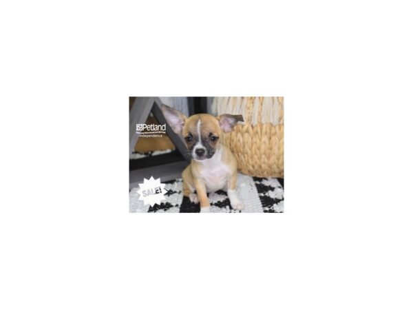 Chihuahua-DOG-Female-Tan-4282-Petland Independence, Missouri