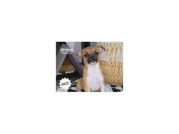 Chihuahua-DOG-Male-Tan & White-4279-Petland Independence, Missouri